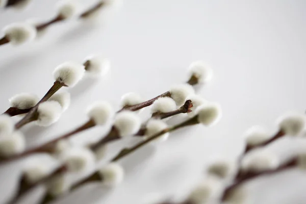 Primer plano de ramas de sauce coño en blanco — Foto de Stock