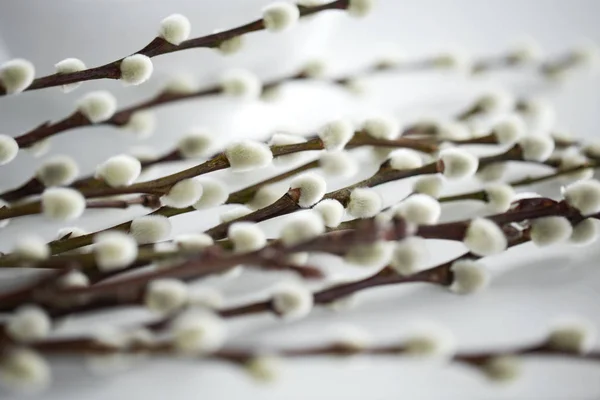 Zblízka pussy willow větví na bílém — Stock fotografie