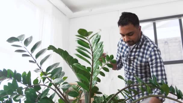 Indio hombre limpieza houseplant en casa — Vídeo de stock