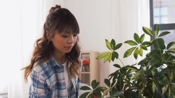 Feliz asiático mulher limpeza houseplant em casa — Vídeo de Stock