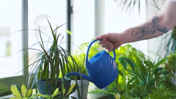 Uomo annaffiamento piante d'appartamento a casa — Video Stock