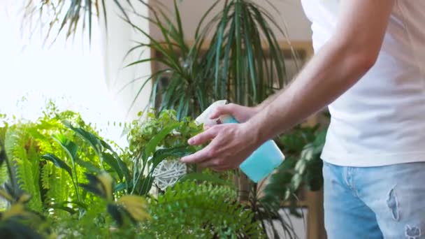 Hombre pulverización y limpieza de plantas de interior en casa — Vídeos de Stock