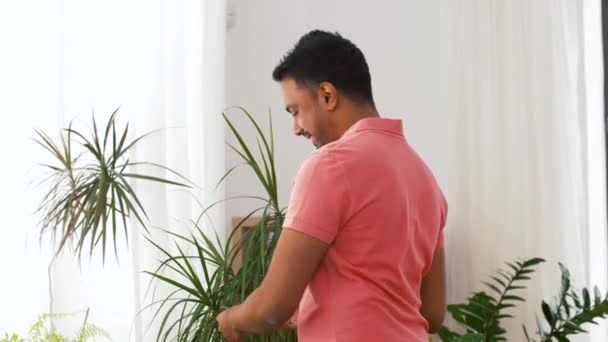 Indianer kümmert sich zu Hause um Zimmerpflanzen — Stockvideo
