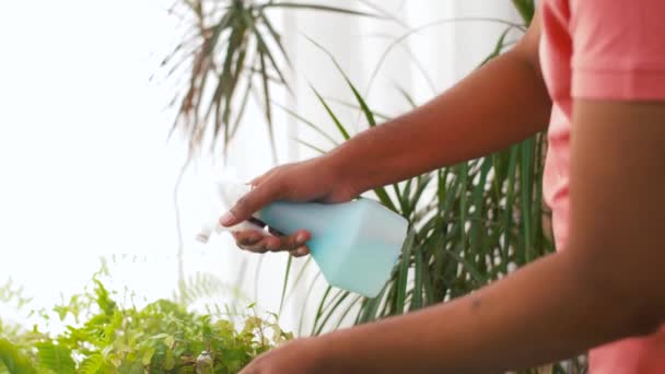 Hombre indio rociando planta de interior con agua en casa — Vídeos de Stock