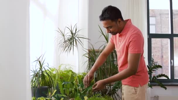 Indian man tar hand om krukväxter hemma — Stockvideo