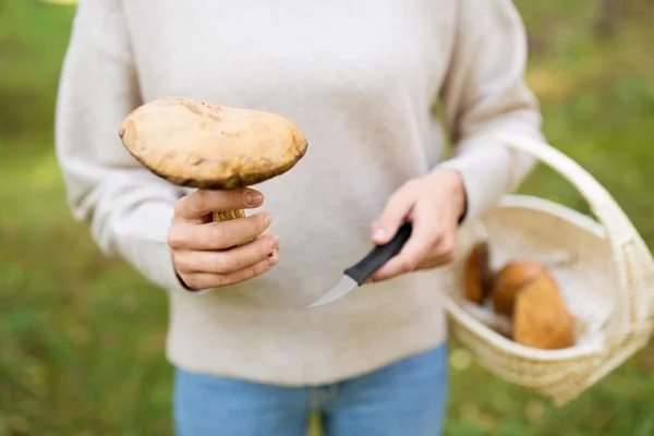 Mujer con cesta recogiendo setas en el bosque — Foto de Stock