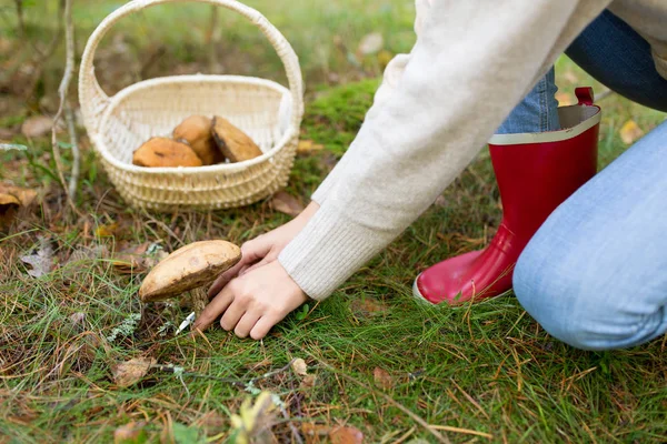 Donna che raccoglie funghi nella foresta autunnale — Foto Stock