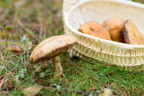 Cesta de setas en el bosque de otoño — Foto de Stock