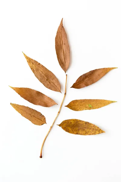 Hojas de otoño caídas secas sobre fondo blanco —  Fotos de Stock