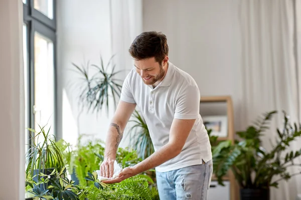 Чоловік прибирає листя кімнатних рослин вдома — стокове фото