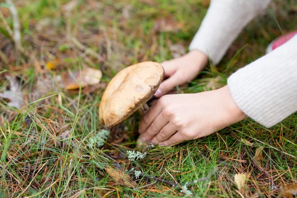 Χέρια μαζεύοντας μανιτάρια στο δάσος του φθινοπώρου — Φωτογραφία Αρχείου