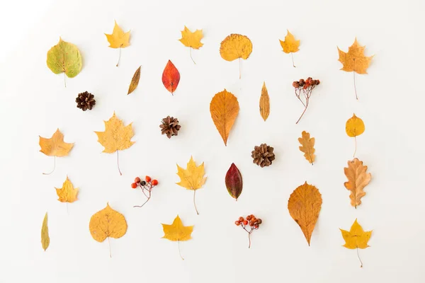 Hojas secas de otoño, rowanberries y conos de pino — Foto de Stock