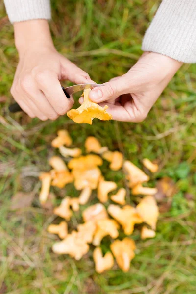 Manos limpieza hongos por cuchillo en el bosque — Foto de Stock