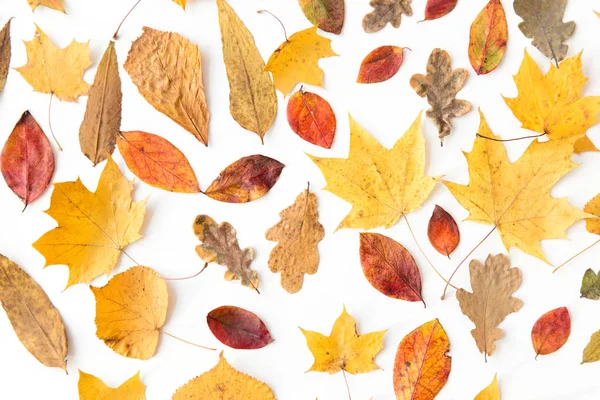 Hojas de otoño caídas secas sobre fondo blanco — Foto de Stock