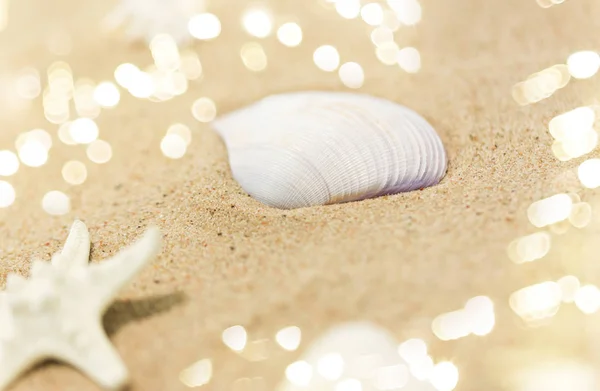 Seashells on beach sand — Stock Photo, Image