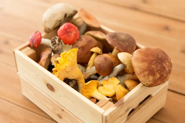 異なる食用キノコの木の箱 — ストック写真