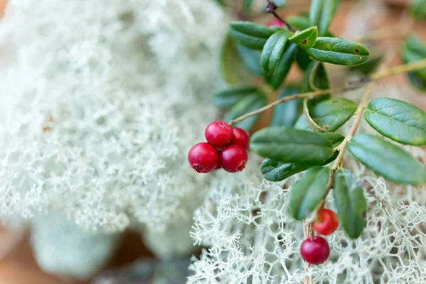 Close up of cowberry and reindeer lichen moss — Stock Photo, Image