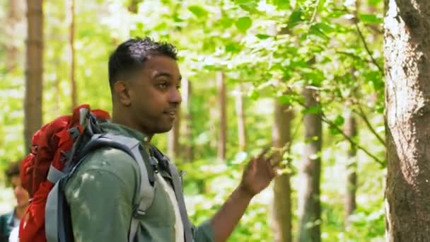 Grupo de amigos con mochilas senderismo en el bosque — Vídeos de Stock
