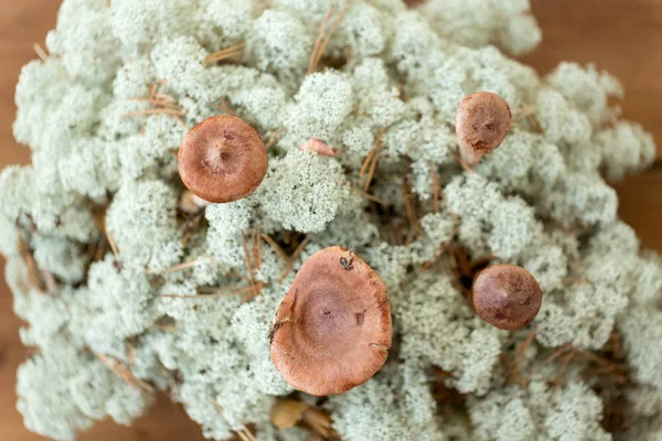 순록이 끼 속에 있는 락 타 리우스 루푸스 버섯 — 스톡 사진