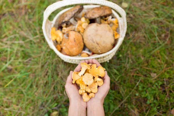 Mani con funghi e cesto in foresta — Foto Stock