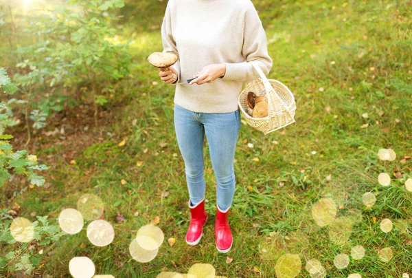 Kobieta z grzybami zbierającymi koszyki w lesie — Zdjęcie stockowe