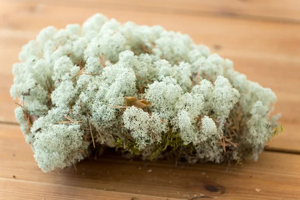Primo piano di muschio di lichene di renna — Foto Stock