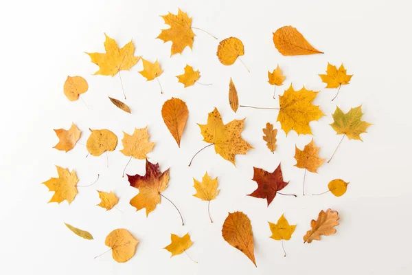 Hojas de otoño caídas secas sobre fondo blanco — Foto de Stock
