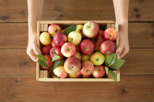 Woman with wooden box of ripe apples — Stock Photo, Image