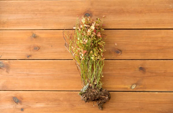 Wild blueberry in herfst kleuren op houten tafel — Stockfoto