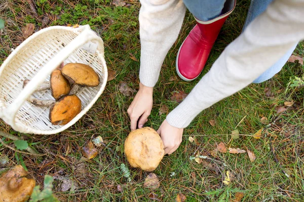 Жінка збирає гриби в осінньому лісі — стокове фото