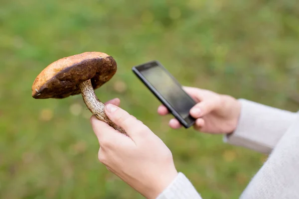 Woman using smartphone to identify mushroom — Stock Photo, Image