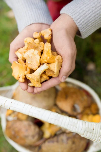 Mani con funghi e cesto in foresta — Foto Stock