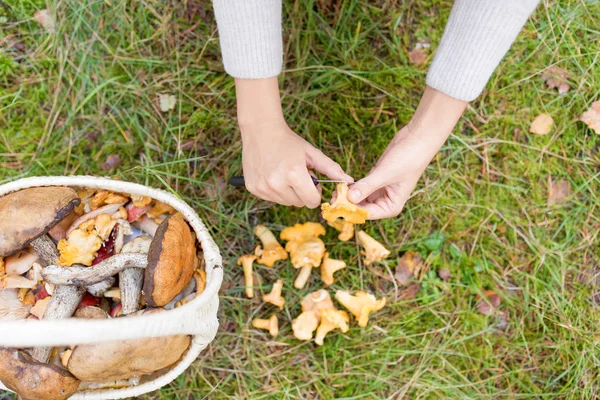 Mani con funghi e cesto in foresta — Foto Stock