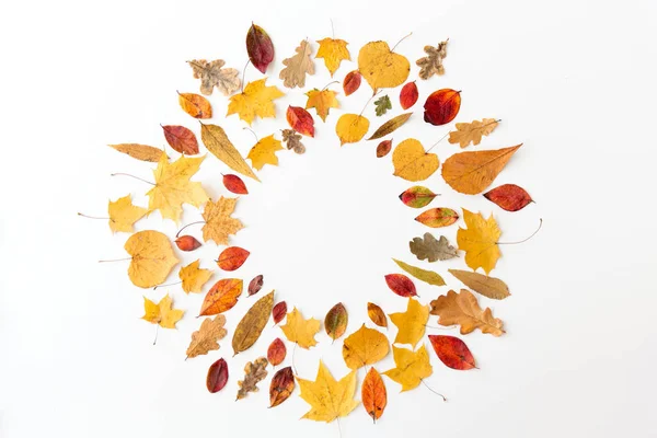 Marco redondo de diferentes hojas de otoño secas caídas — Foto de Stock