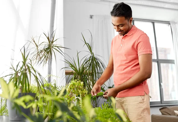 Homme indien prenant soin des plantes d'intérieur à la maison — Photo