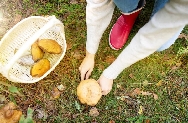 Kvinna plocka svamp i höstskogen — Stockfoto