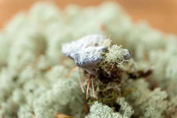 Fungo hydnellum su muschio di lichene di renna — Foto Stock