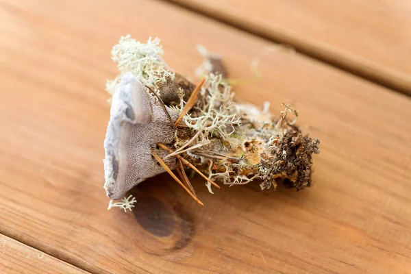 Μύκητας hydnellum σε ξύλινο φόντο — Φωτογραφία Αρχείου