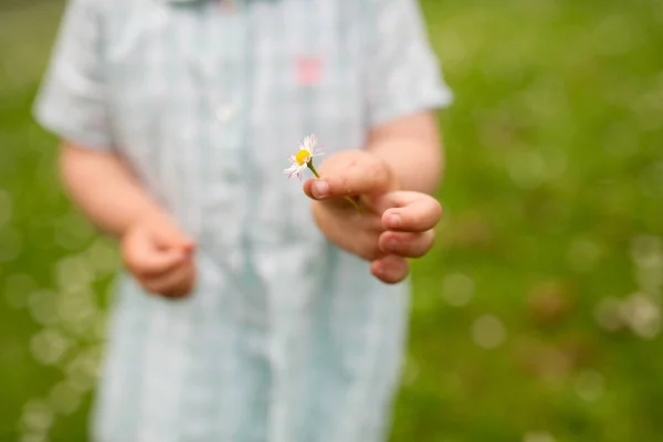 Χέρι του μωρού κορίτσι κρατώντας μαργαρίτα λουλούδι το καλοκαίρι — Φωτογραφία Αρχείου