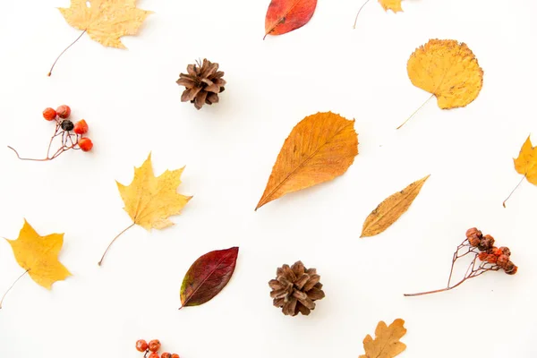 Hojas secas de otoño, rowanberries y conos de pino — Foto de Stock