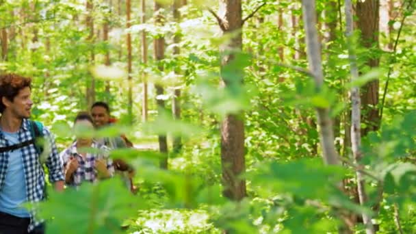 Grupp vänner med ryggsäckar vandring i skogen — Stockvideo