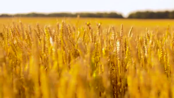 Campo de cereais com espiguetas de trigo — Vídeo de Stock