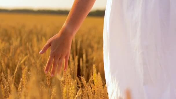 Женщина в белом платье идет вдоль зернового поля — стоковое видео