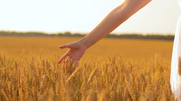 Женщина в белом платье идет вдоль зернового поля — стоковое видео