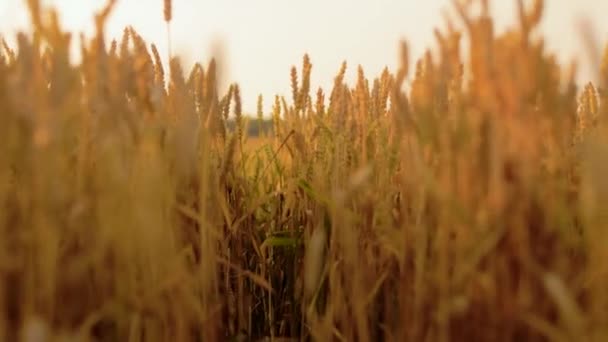 Campo de cereales con espiguillas de trigo maduro — Vídeos de Stock