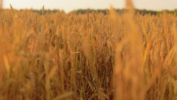 Campo de cereales con espiguillas de trigo maduro — Vídeos de Stock