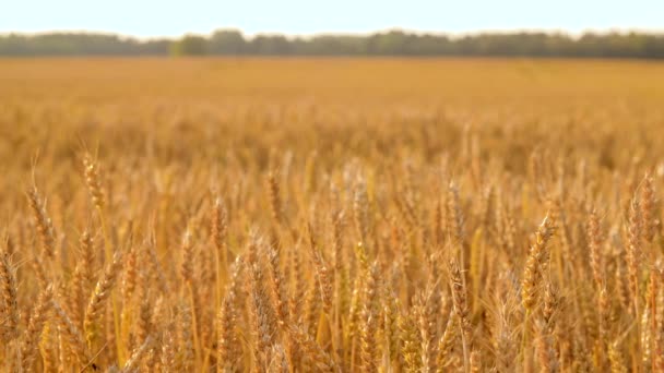 Campo de cereais com espiguetas de trigo maduras — Vídeo de Stock