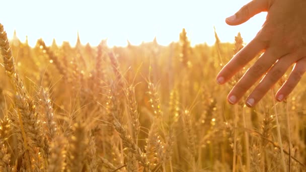 Mão tocando espiguetas de trigo no campo de cereais — Vídeo de Stock