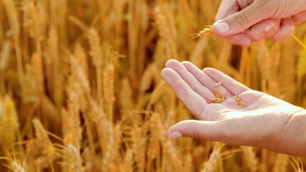 Руки пилинга скорлупа спикелет на зерновом поле — стоковое видео