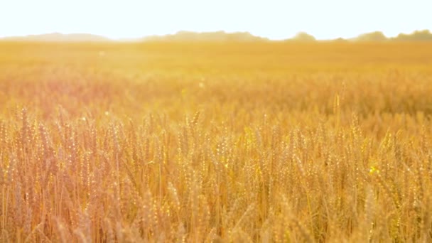 Campo de cereales con espiguillas de trigo maduro — Vídeos de Stock